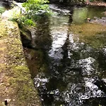 Madreselva